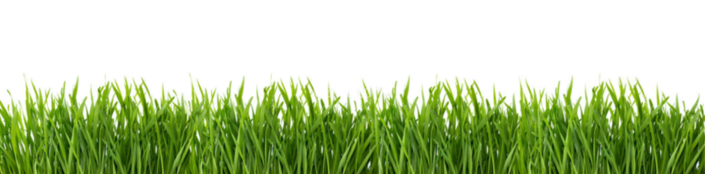 grass-png-transparent - Start Small Media