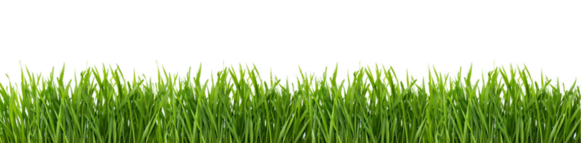 grass-png-transparent - Start Small Media